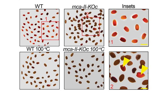 Seed longevity is controlled by metacaspases