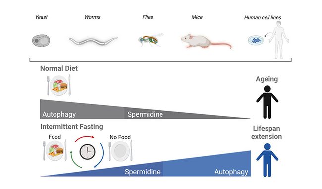 Spermidine is vital for inducing autophagy and extending longevity during intermittent fasting