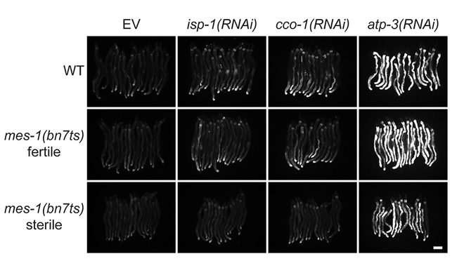 Reproductive status regulates the mitochondrial stress response