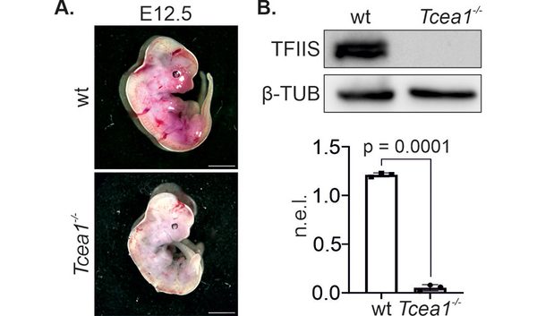 Transcription_stress_leads_to_paracrine_senescence