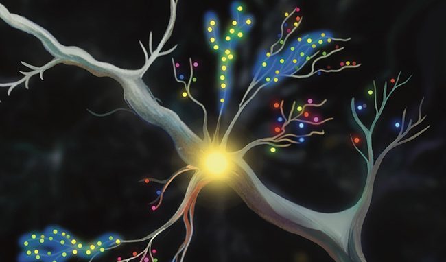 Activity-dependent K+ hotspots selectively boost the dendritic excitability of neurons, acting as 'volume knobs'