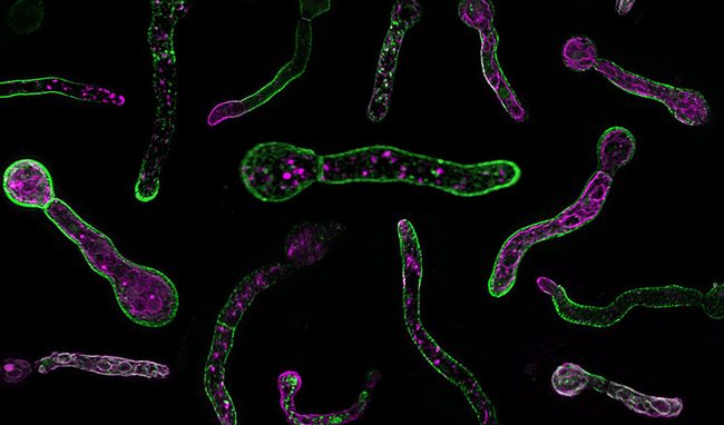 Distinct trafficking routes of polarized and non-polarized membrane cargoes in Aspergillus nidulans