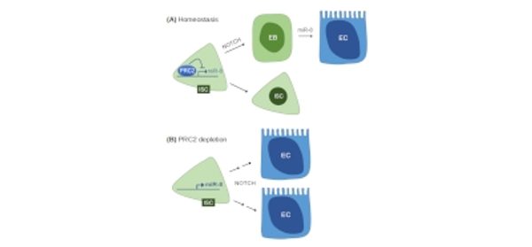 Polycomb-mediated_silencing_of_miR-8_is_required_f