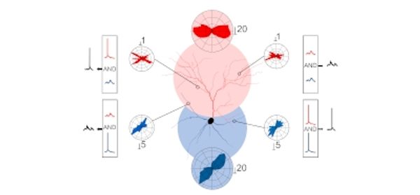 Modeling_apical_and_basal_tree_contribution_to_ori