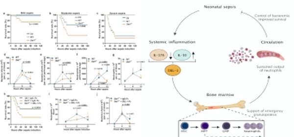 An_IL-10/DEL-1_axis_supports_granulopoiesis_and_su