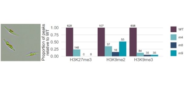 RNA_interference_and_maintenance_of_heterochromati