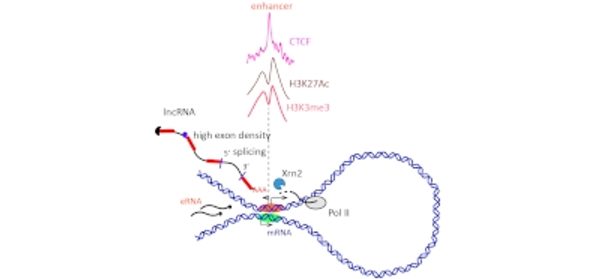 Profiling_the_dynamics_of_chromatin_release_of_new