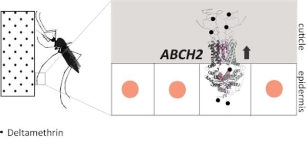 A_transporter_in_mosquito_legs_acts_like_a_pump,_e