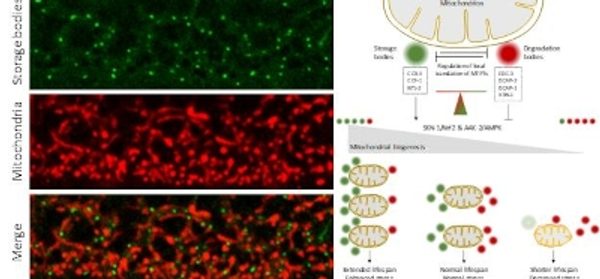 Balanced_mRNA_storage_and_degradation_modulates_mi