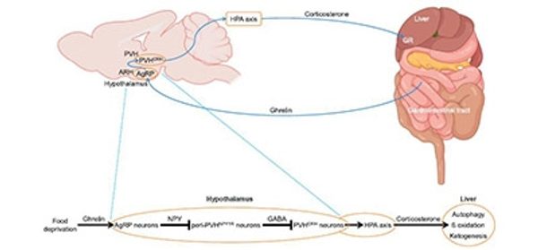 Remote_control_of_autophagy_and_metabolism_in_the_