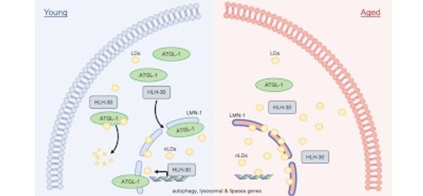 Age-dependent_nuclear_lipid_droplet_accumulation_i