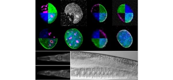 IMBB-FORTH_scientists_uncovered_a_novel_cellular_m