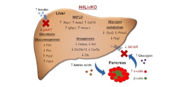 Impaired_glucose_metabolism_and_liver-α-cell_axis