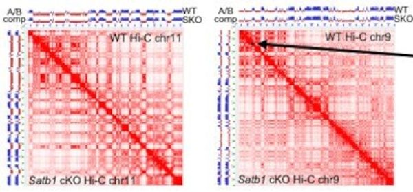 Deregulation_of_the_3D-genome_structure_of_T_cells