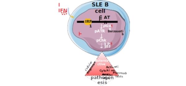 DNA_damage_responses_drive_the_autoreactivity_of_B