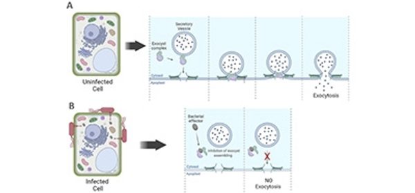 Pathogenic_bacteria_inhibit_host_cell_secretion_to