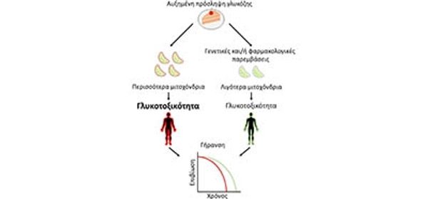 Reduction_of_mitochondrial_mass_extends_lifespan_a