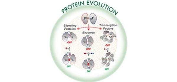 Structural_dynamics_in_the_evolution_of_a_bilobed_