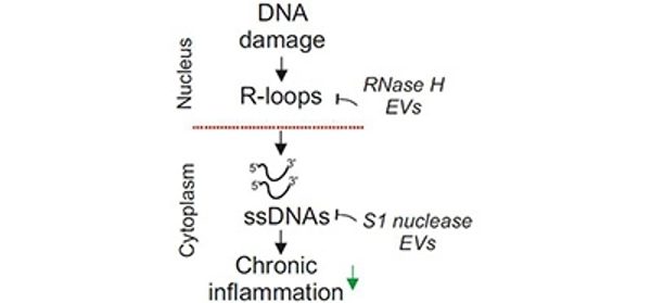 R-loops-trigger-the