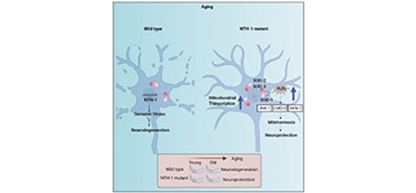 Base_excision_repair_causes_age-dependent_accumula