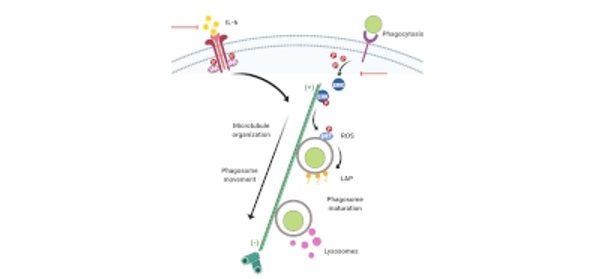 Uncoupling-IL-6-signaling