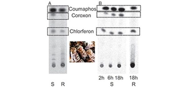 Reduced-proinsecticide-activation