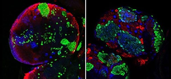 Dissecting_Hes-centred_transcriptional_networks_in