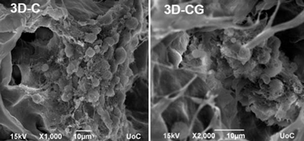 Neural_Stem_Cell_Delivery_via_Porous_Collagen_Scaf