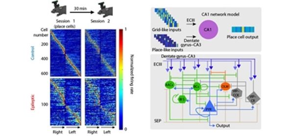 Breakdown_of_spatial_coding_and_interneuron_synchr