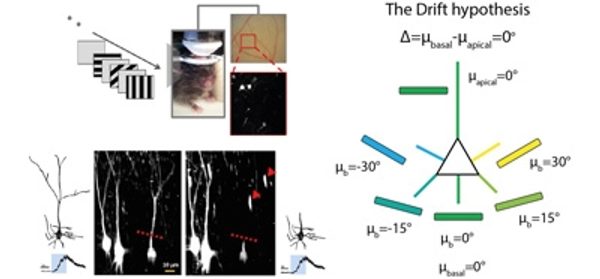 Contribution_of_apical_and_basal_dendrites_to_orie