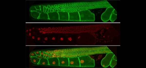 Mitochondrial-maturation-drives