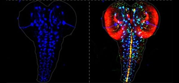 The_Role_of_Insulators_in_Transgene_Transvection_i