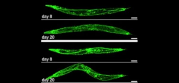 Maintenance-of-Proteostasis