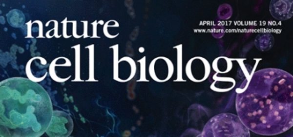 Novel_functions_of_DNA_repair_proteins_during_mamm