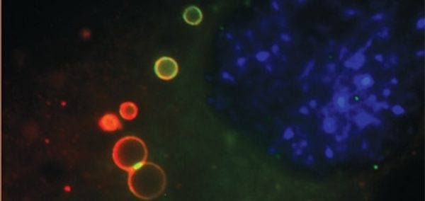 Distinct-intracellular-motifs