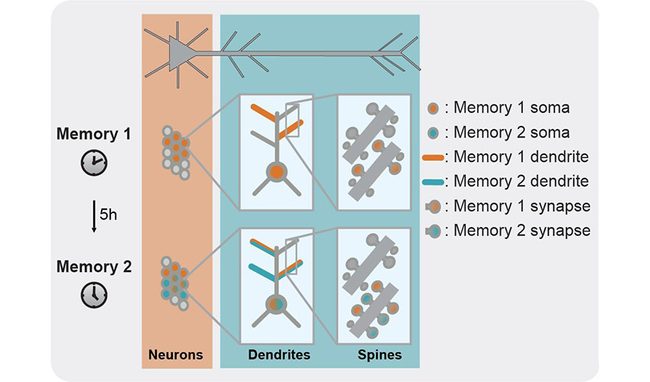 Dendritic plasticity links memories across time