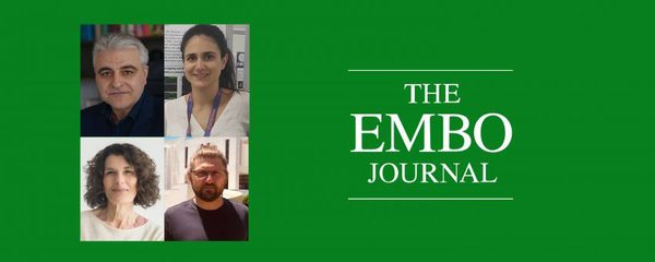 New_study_reveals_a_key_role_of_mRNA_metabolism_de