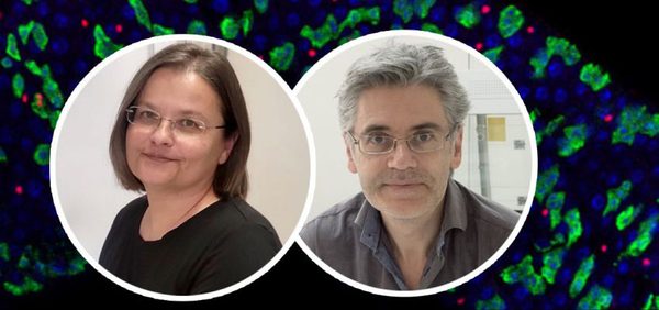 Greek_researchers_from_FORTH,_NKUA_and_Harvard_Uni