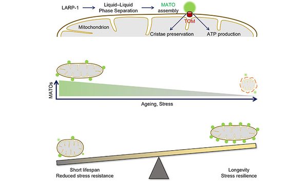 Phase-separation-meets