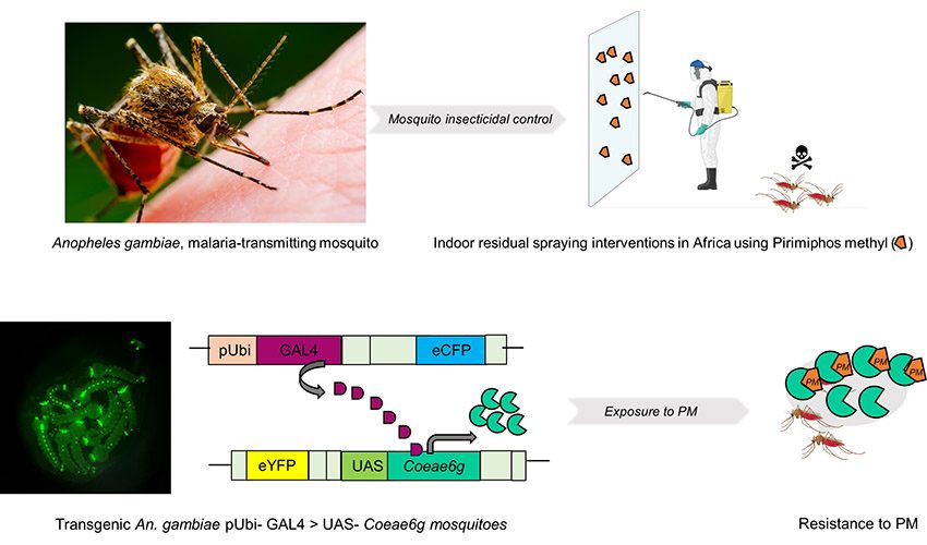 A novel carboxylesterase drives insecticide cross resistance in