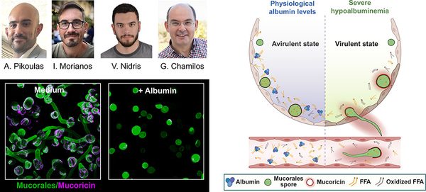 ALBUMIN:_The_most_abundant_human_blood_protein_act