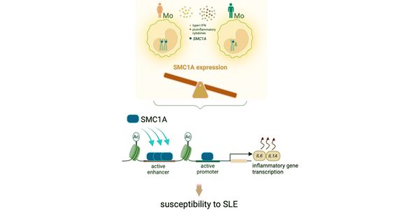 SMC1A/cohesin_as_a_mediator_of_sex-biased_immune_r