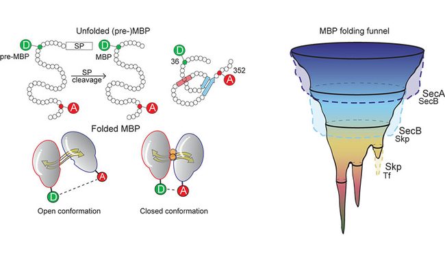 NEXT-FRET reveals hidden steps in protein folding