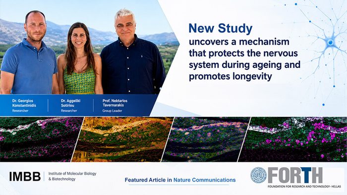 New study uncovers a mechanism that protects the nervous system during ageing and promotes longevity