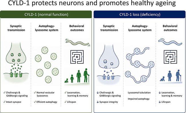 A new mechanism that protects the nervous system during ageing and promotes longevity