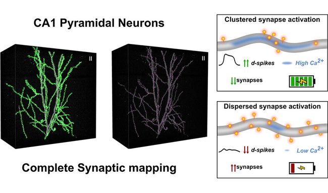 Synaptic Clustering Promotes Efficient Place-Field Formation in CA1 Pyramidal Neurons