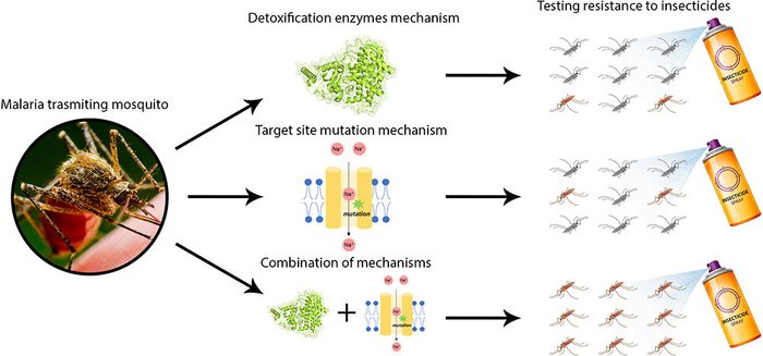 How Mosquitoes Develop Very High Levels of Insecticide Resistance and threaten Public health: New Study Reveals the Genetic Mechanisms