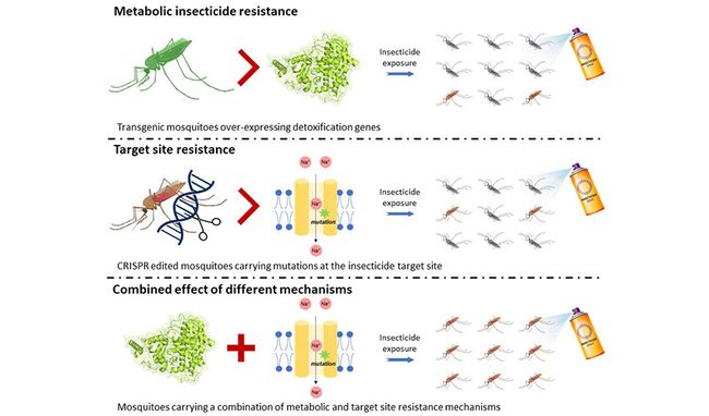 Combined insecticide resistance mechanisms can act synergistically, leading to striking resistance phenotypes in malaria-transmitting mosquitoes