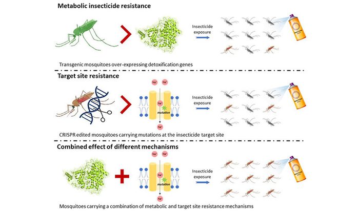 Combined insecticide resistance mechanisms can act synergistically, leading to striking resistance phenotypes in malaria-transmitting mosquitoes